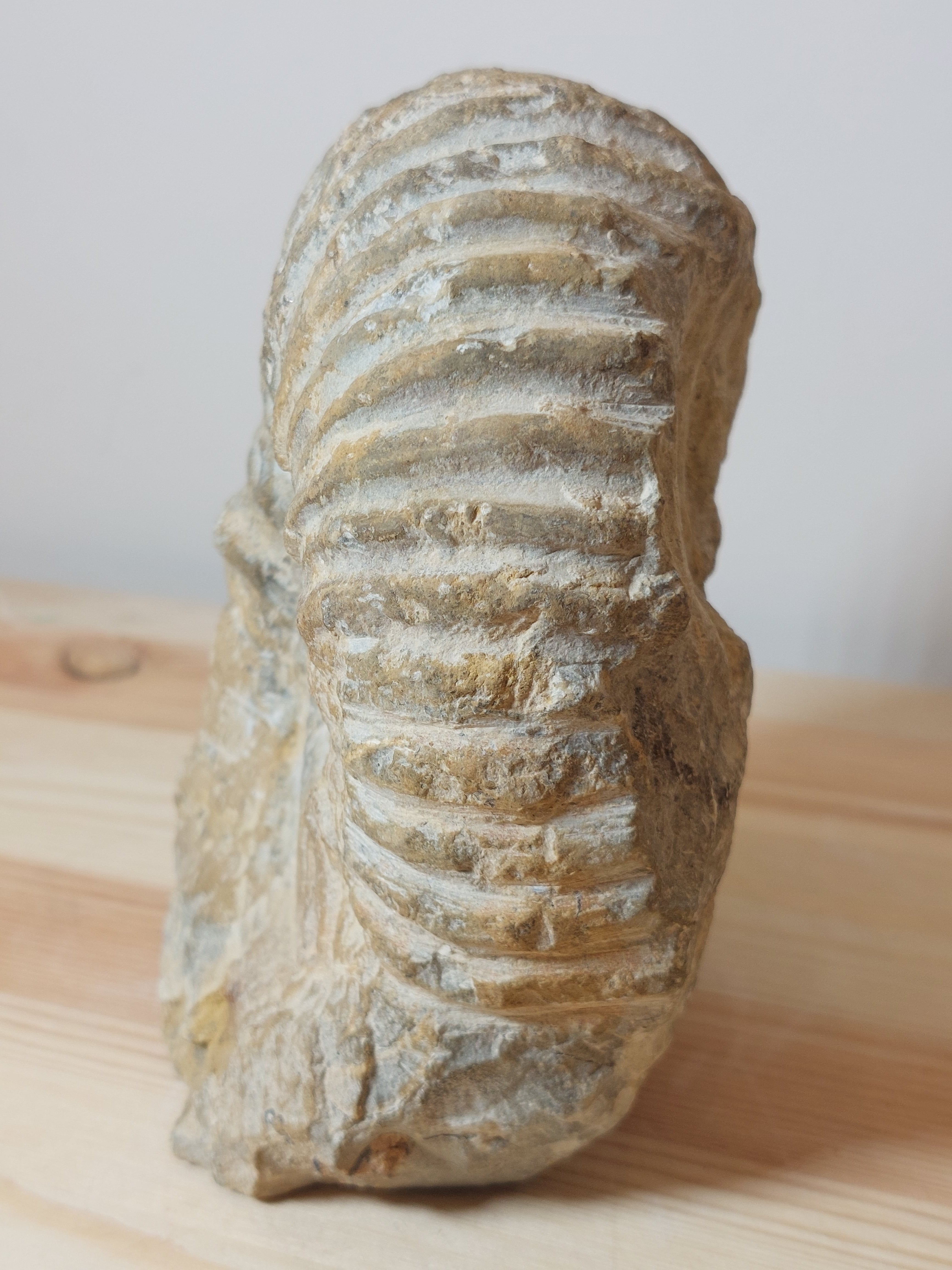 Ammonite Fossil - Large
