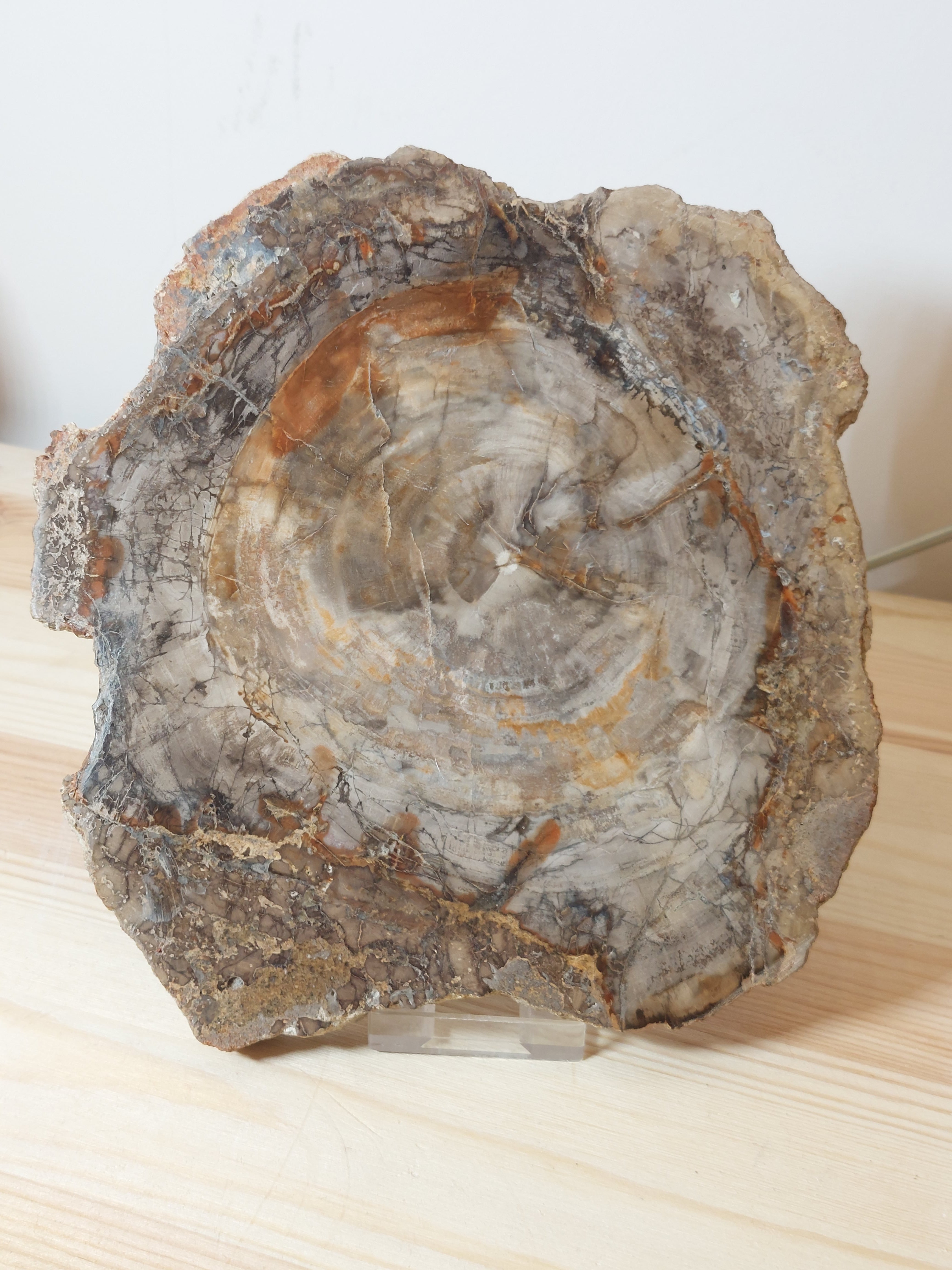 Fossil Wood Slice