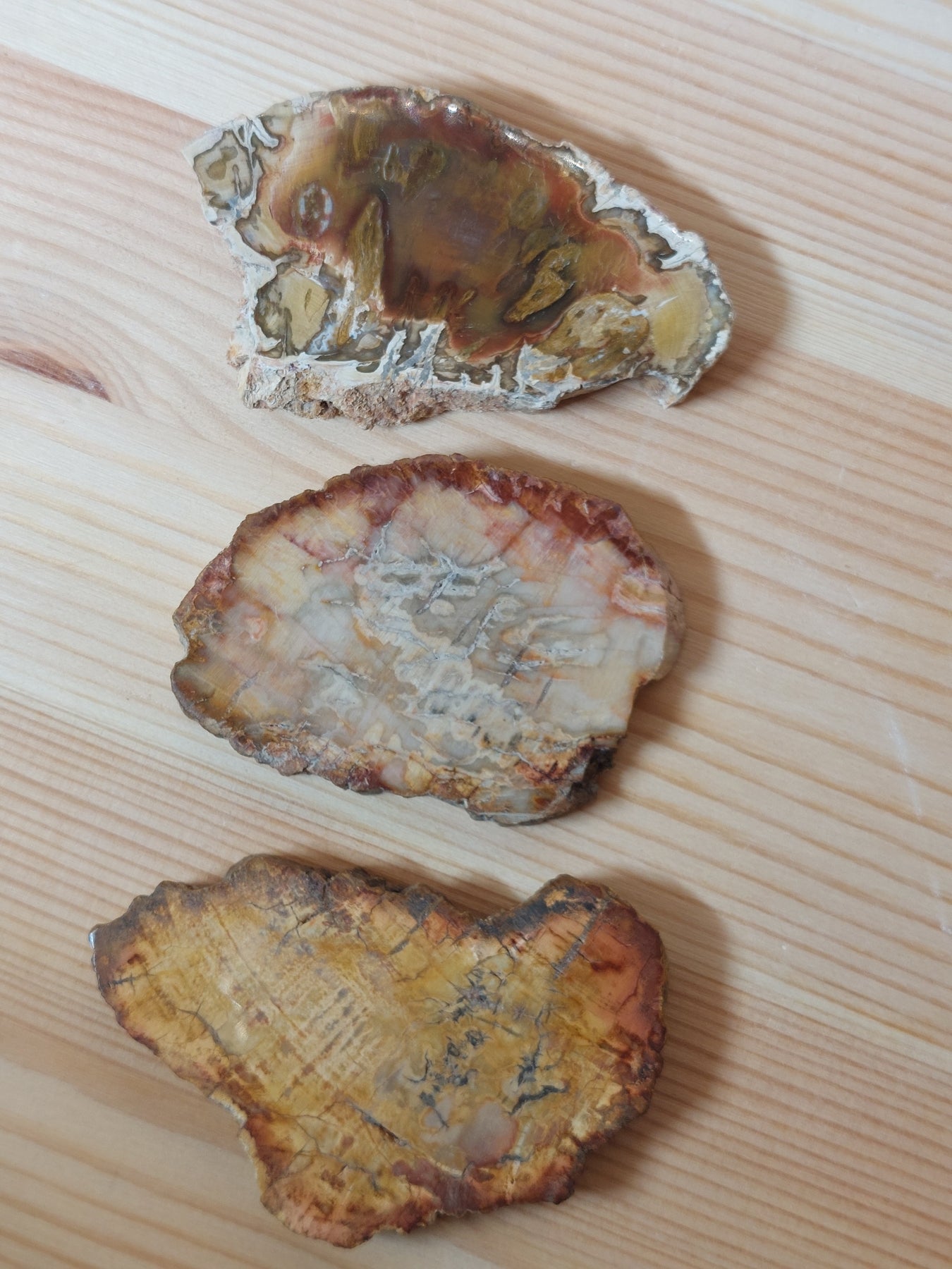 Fossil Wood