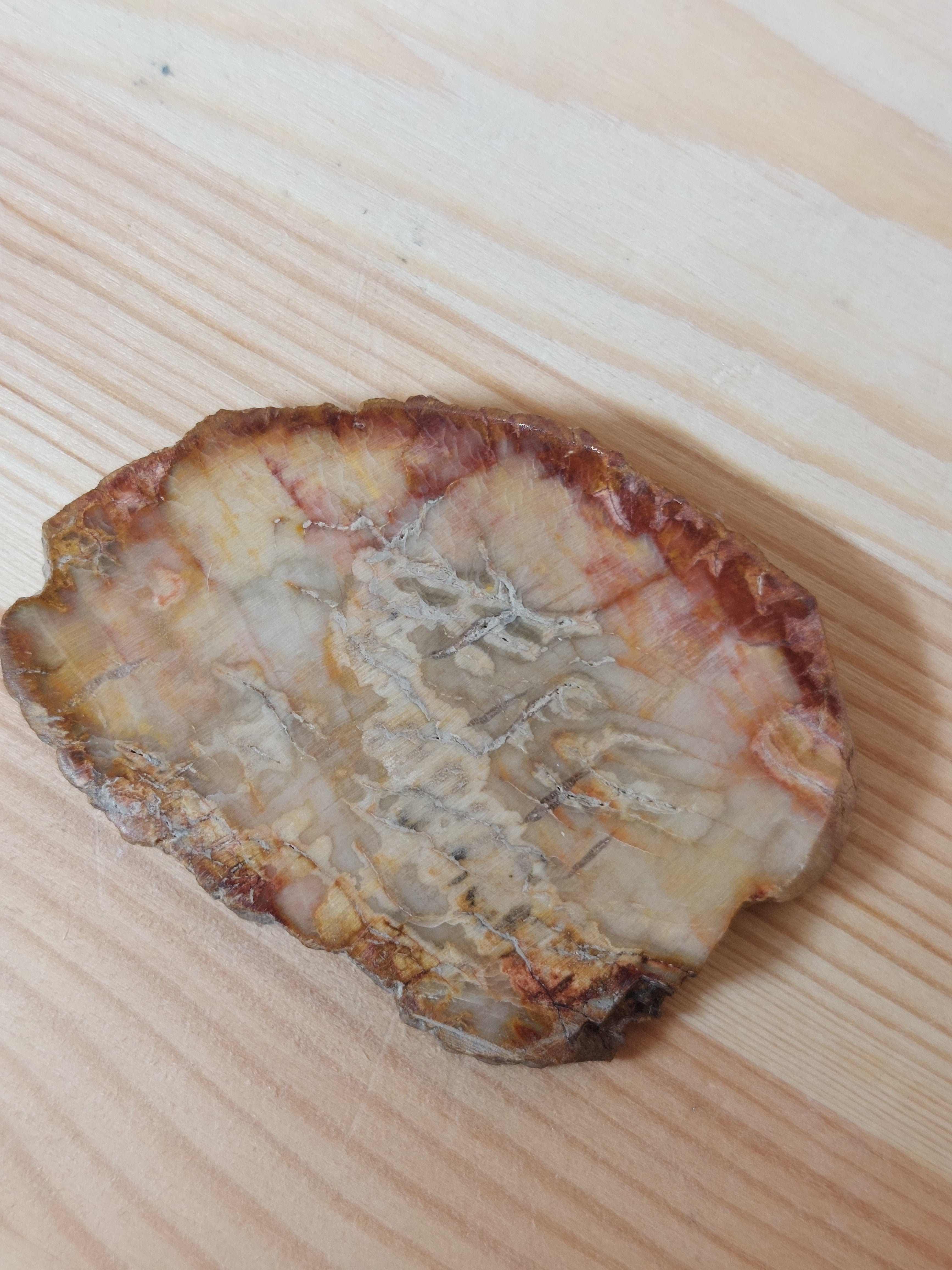 Fossil Wood Slice