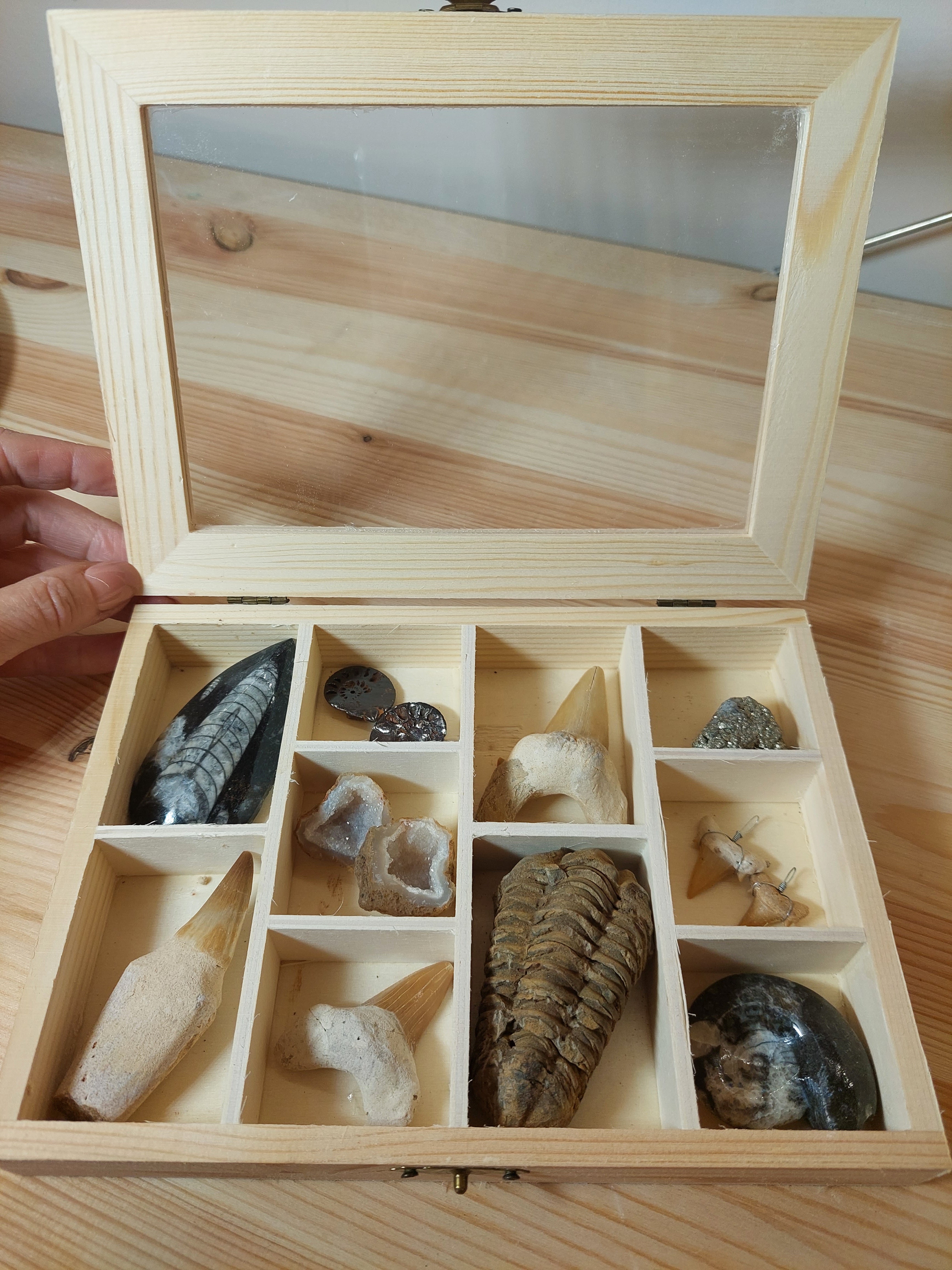 Fossil Selection Box - 11 Fossils