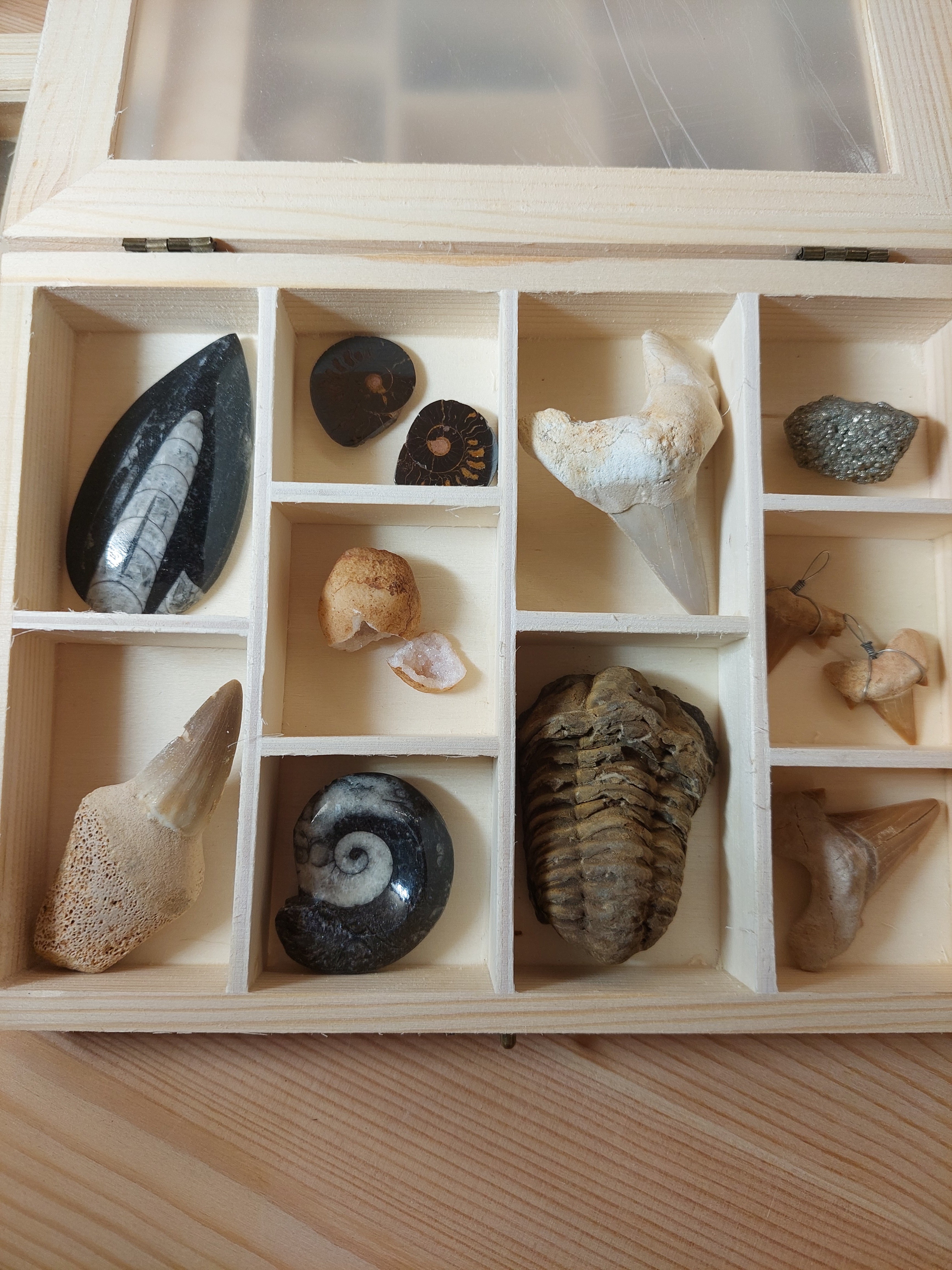 Fossil Selection Box - 11 Fossils