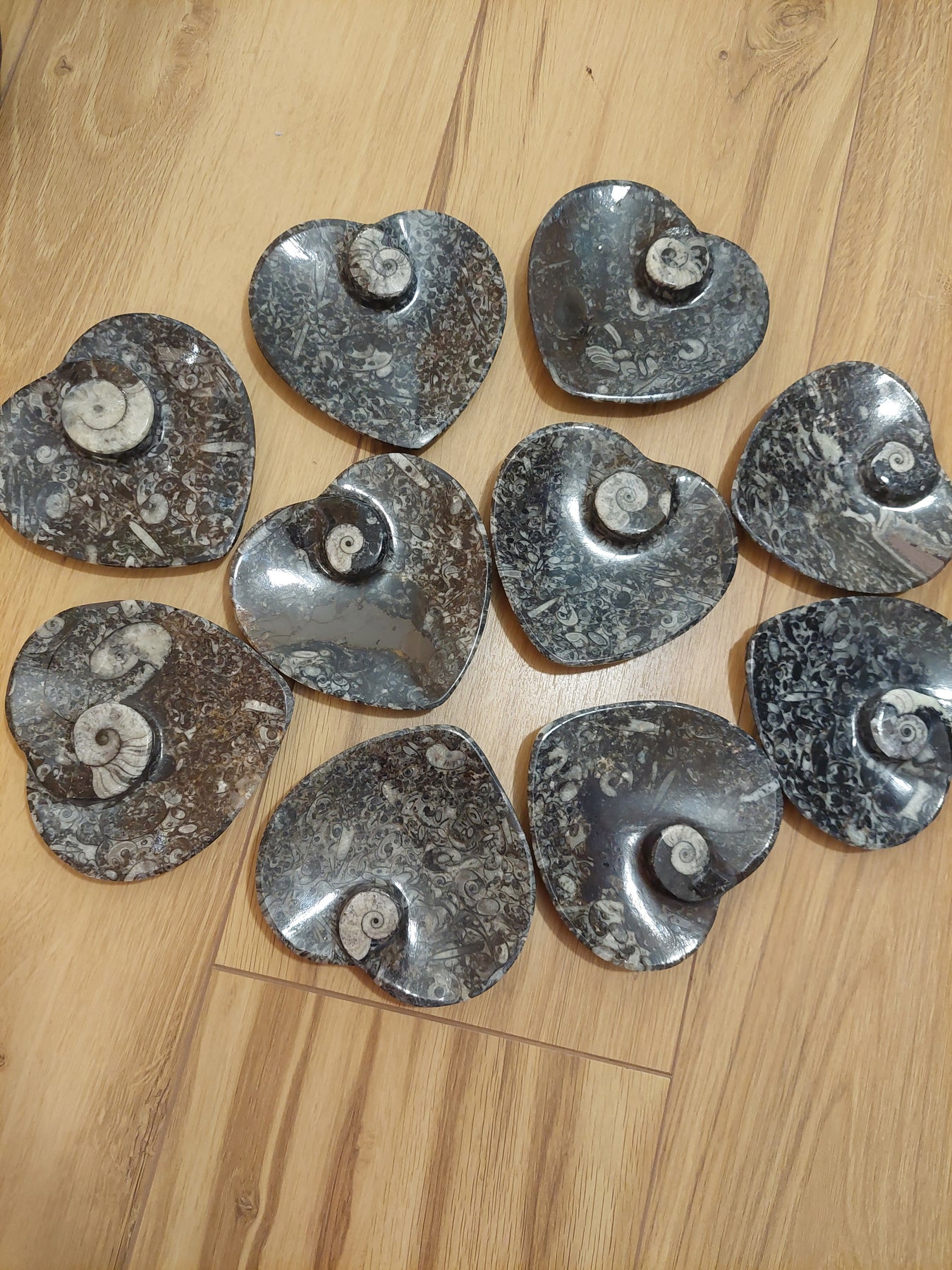 Goniatite