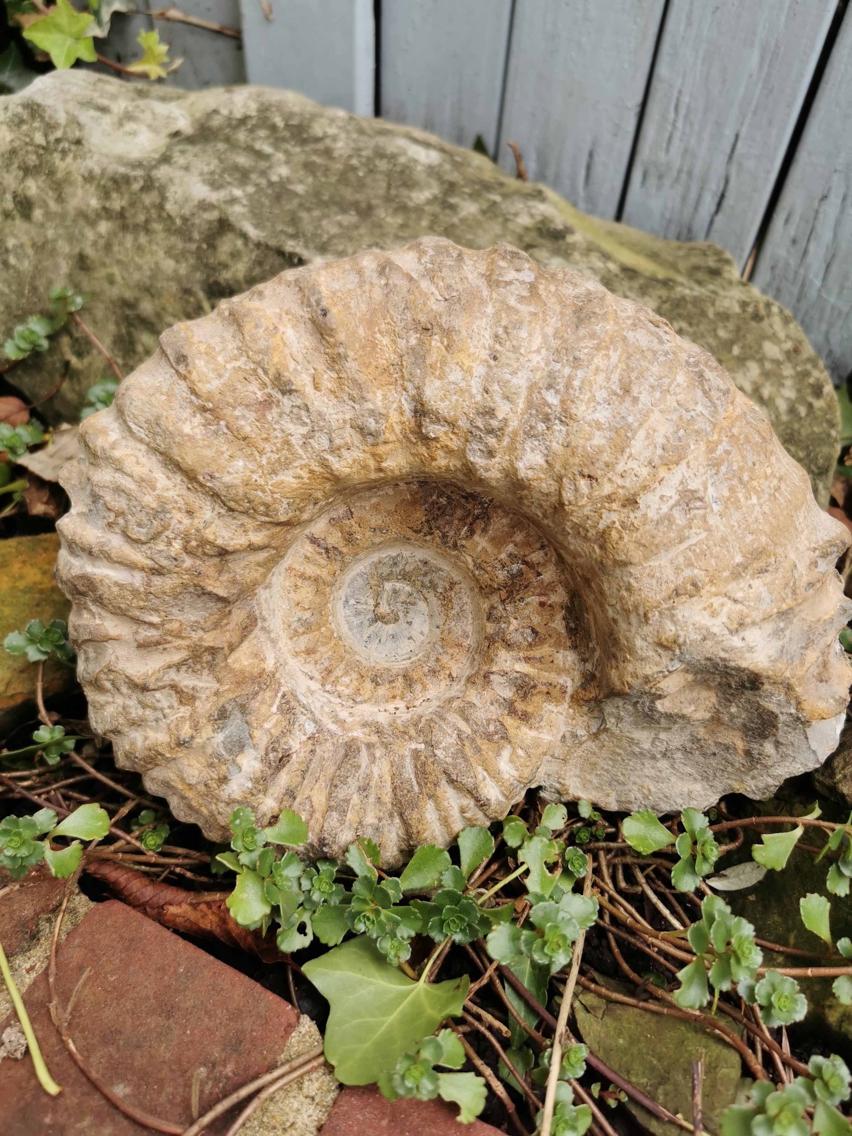 Ammonite Fossil - Extra Large