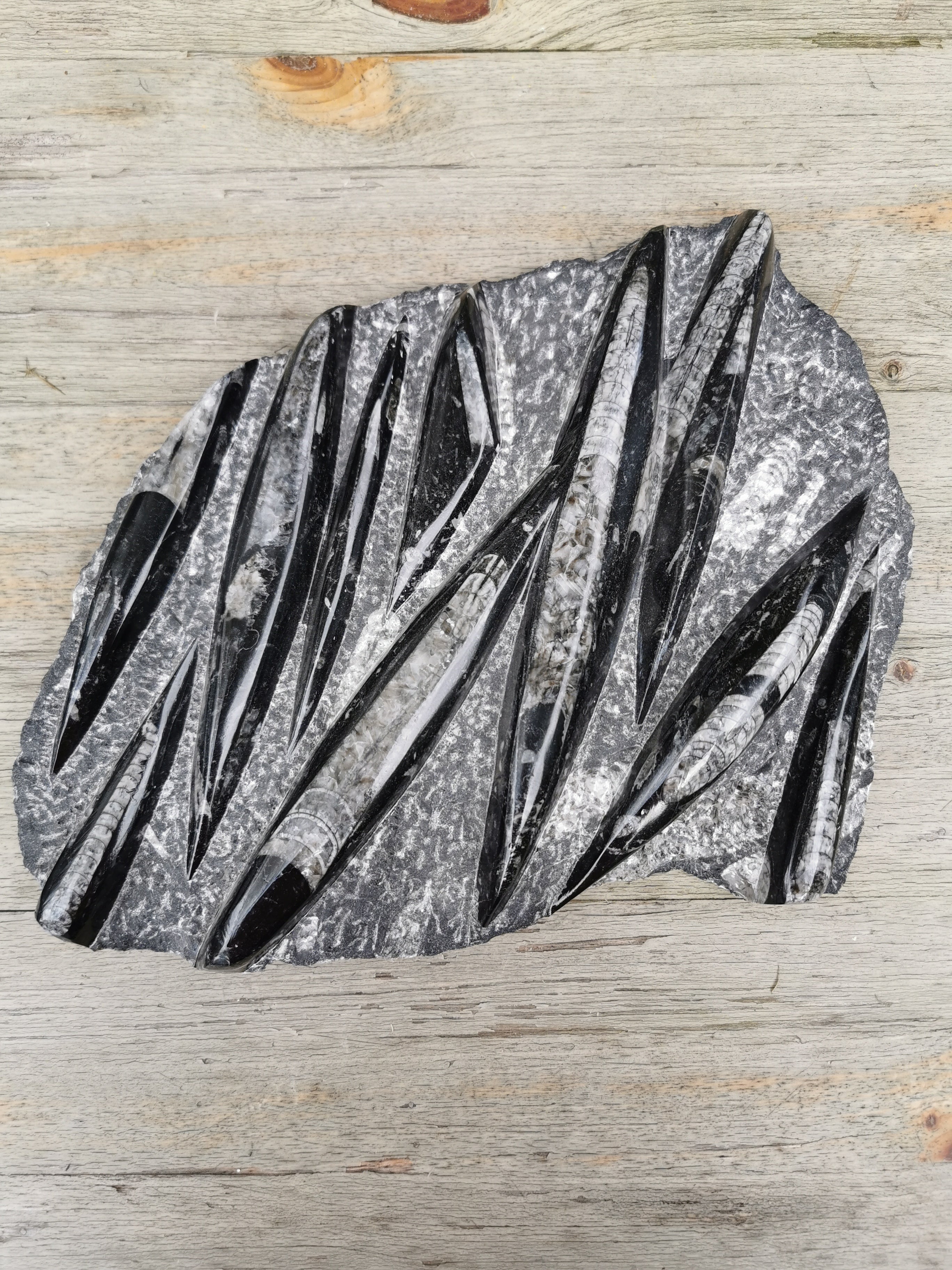 Orthoceras Slab - 10 Polished Fossils in Natural Stone Matrix