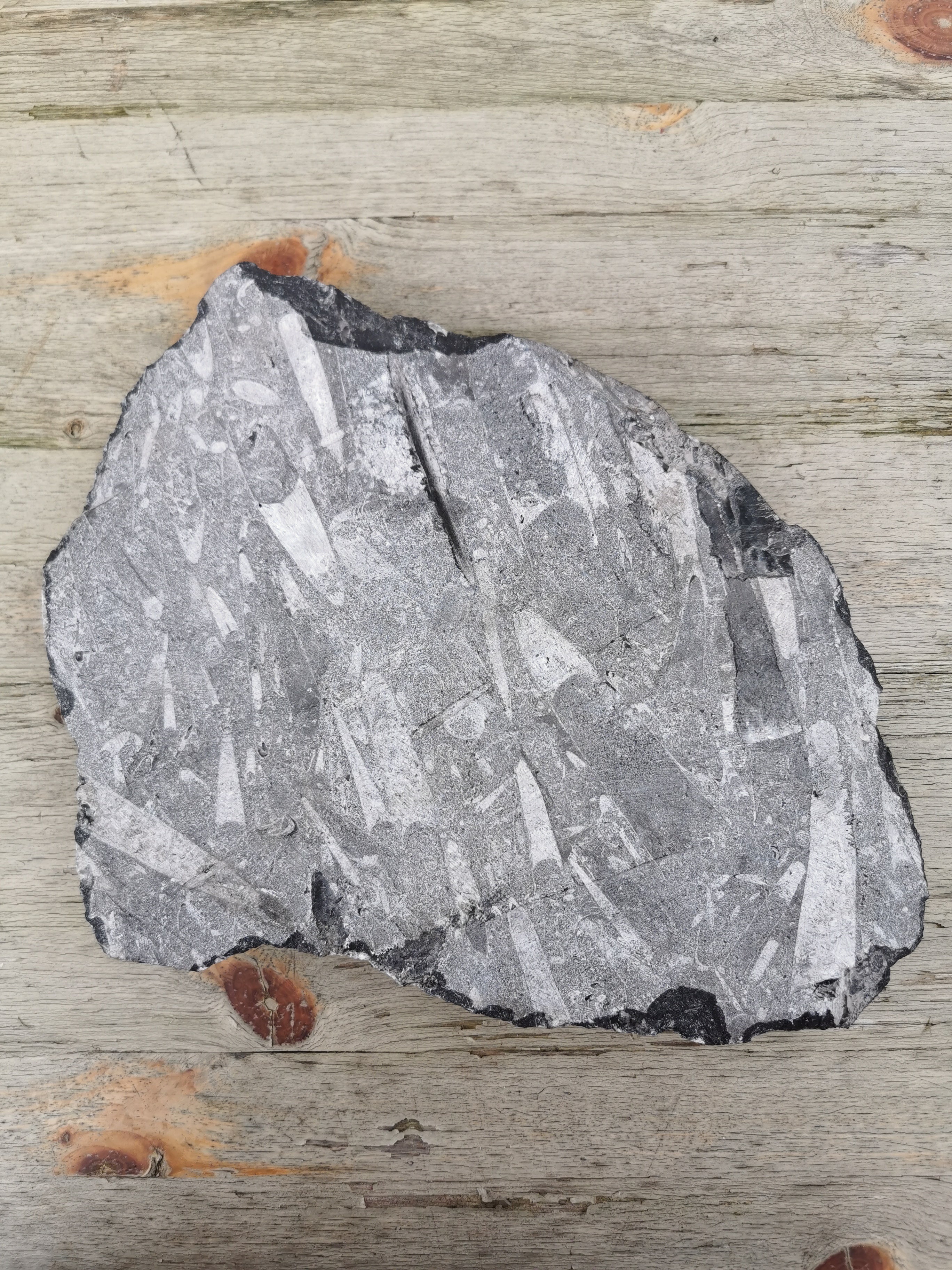 Orthoceras Slab - 10 Polished Fossils in Natural Stone Matrix