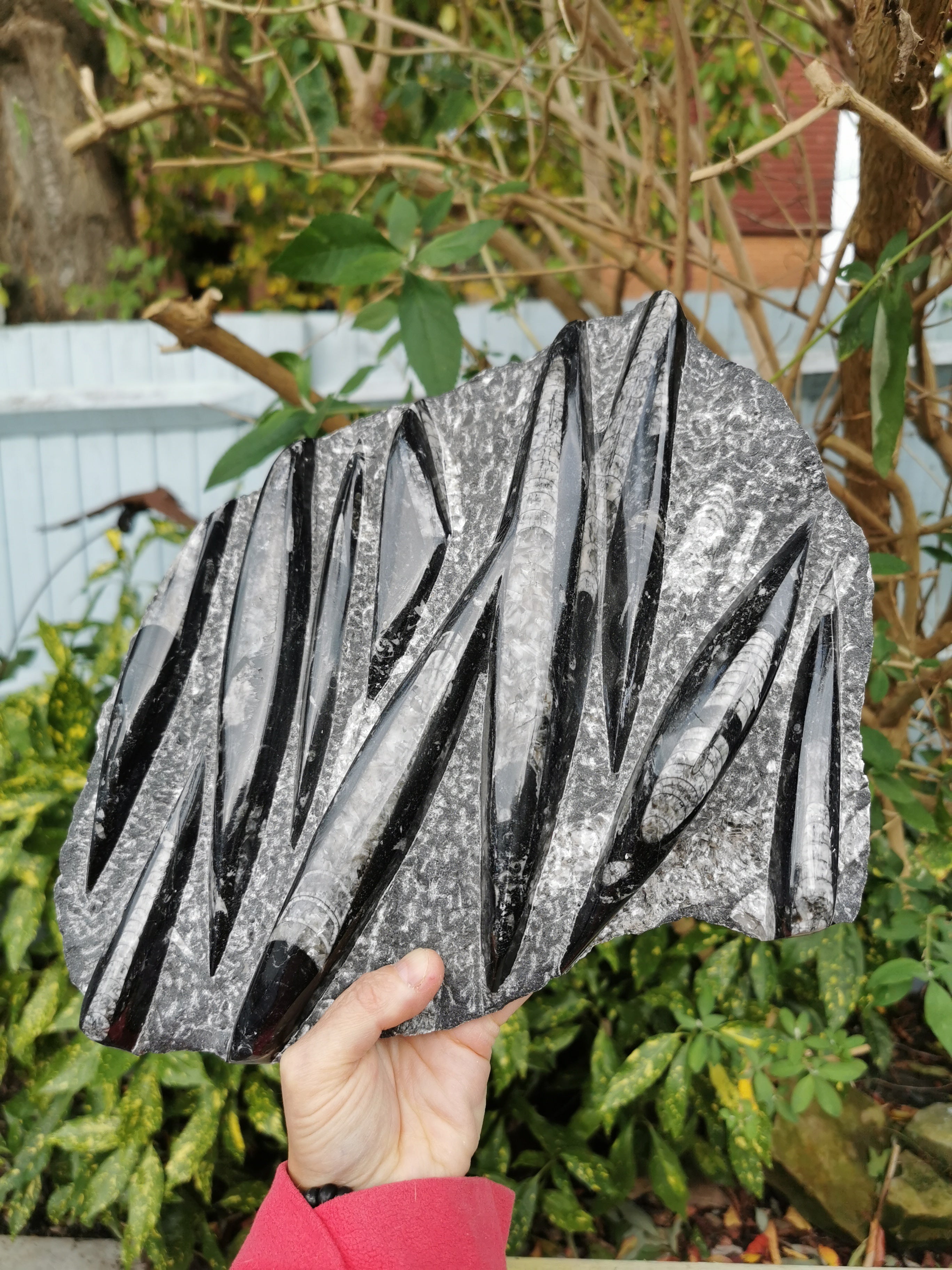 Orthoceras Slab - 10 Polished Fossils in Natural Stone Matrix