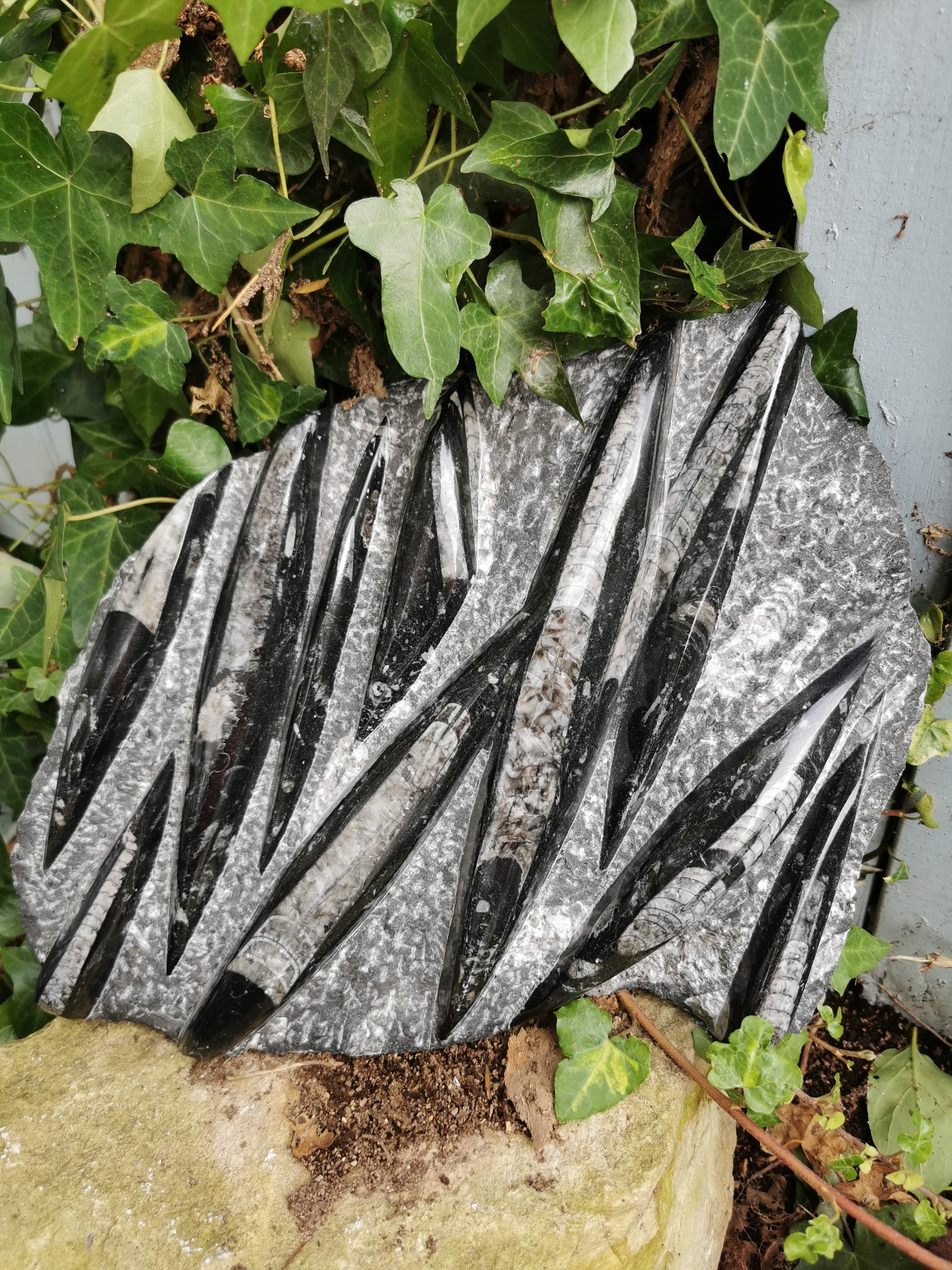 Orthoceras Slab - 10 Polished Fossils in Natural Stone Matrix