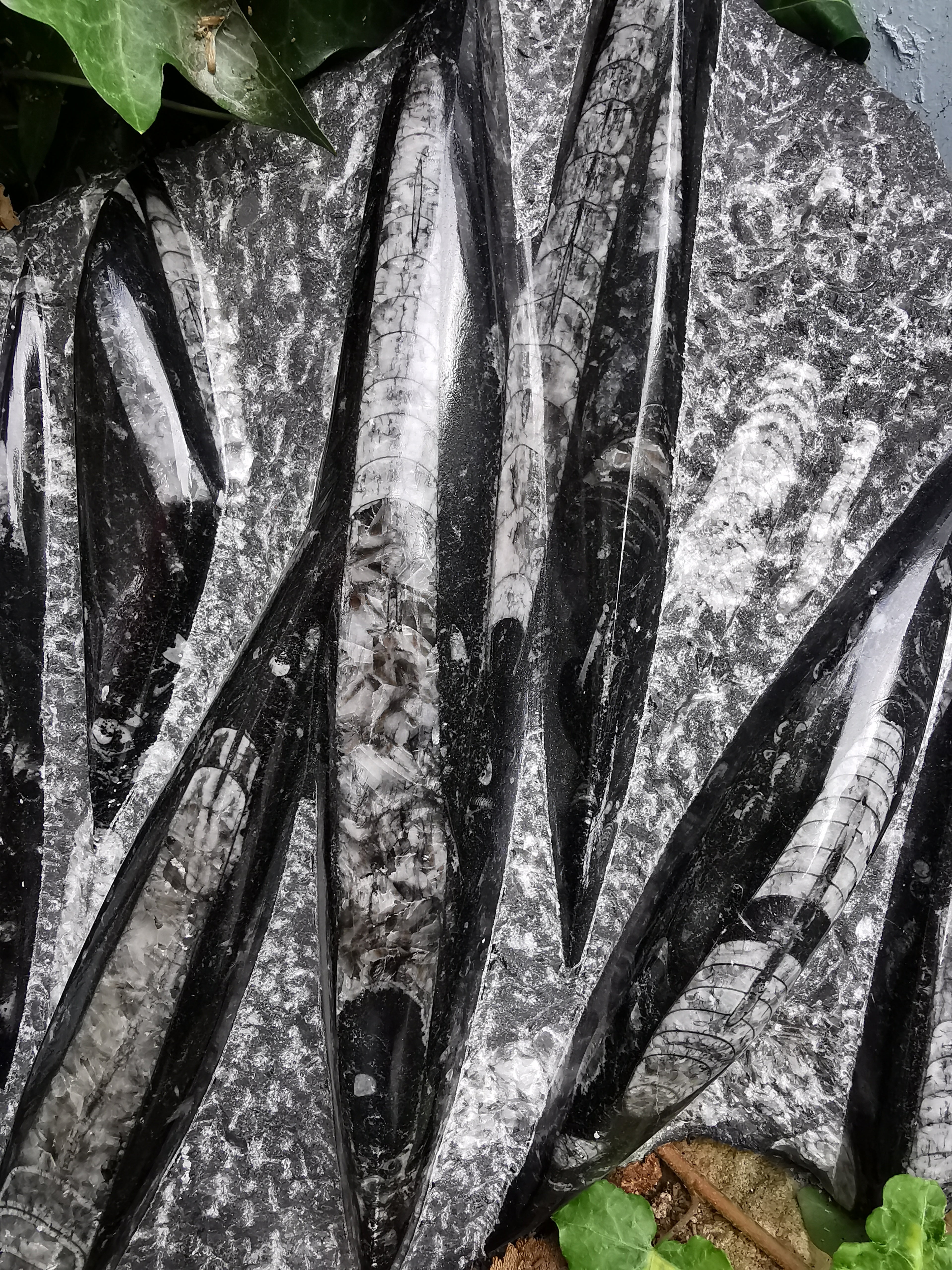 Orthoceras Slab - 10 Polished Fossils in Natural Stone Matrix