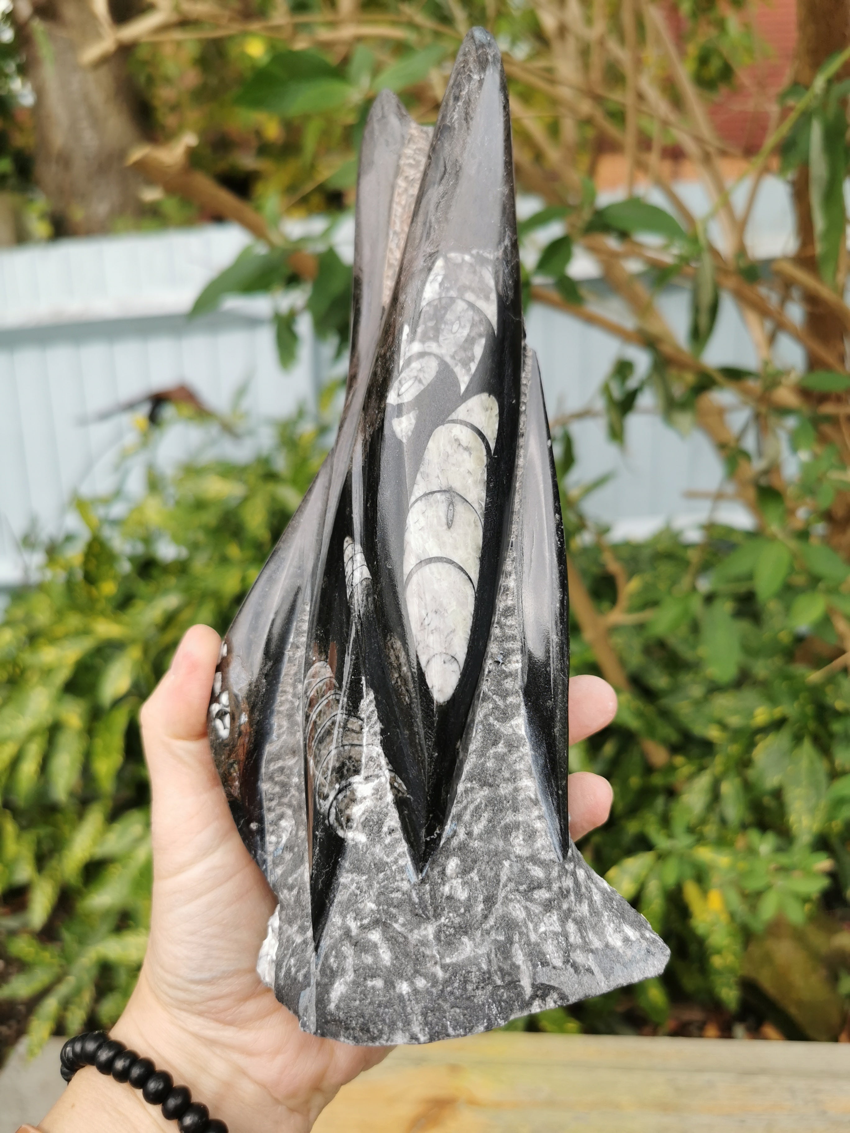 Orthoceras Statue - 6 Polished Fossils in Natural Stone Matrix