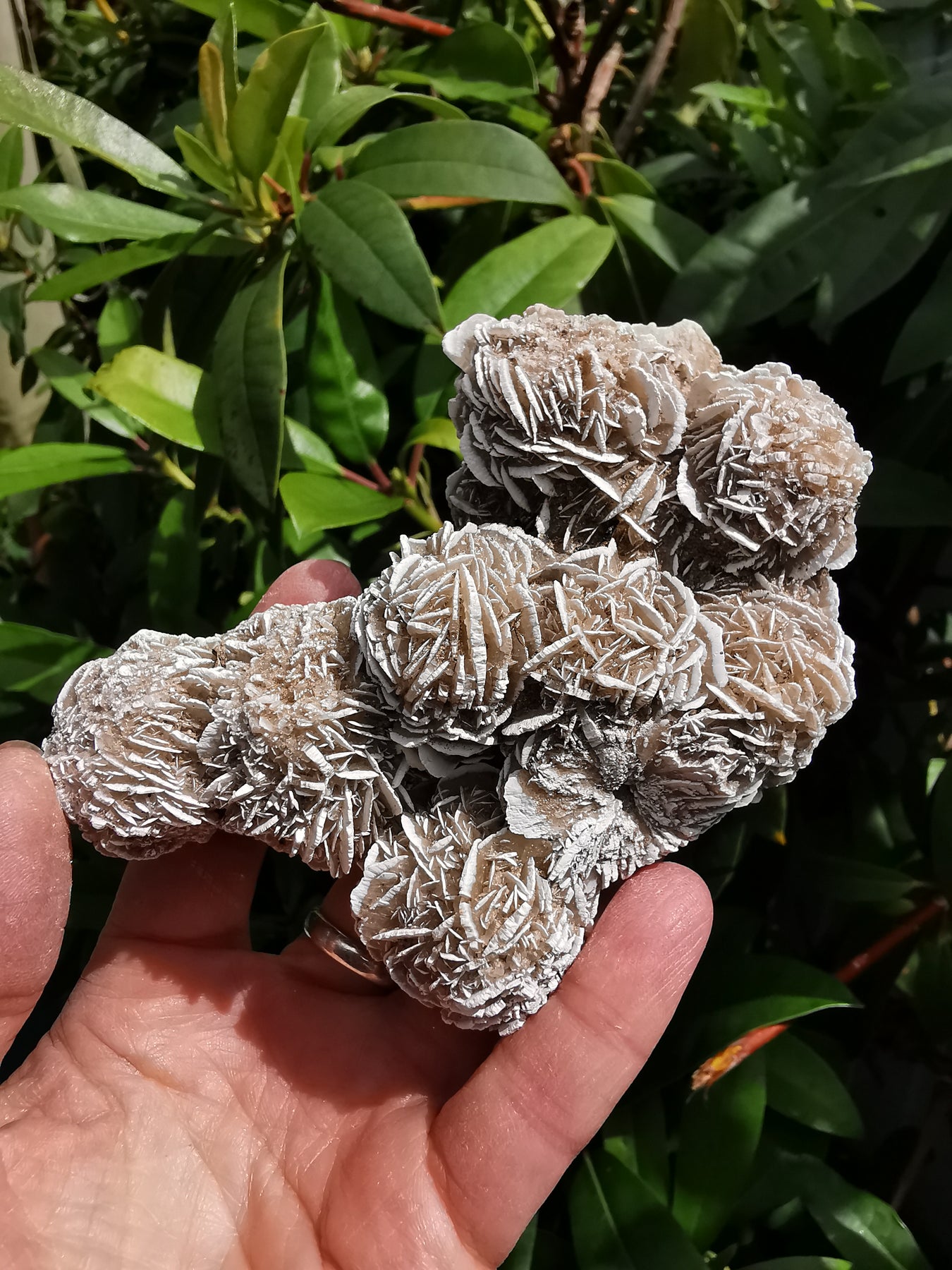 Desert Rose